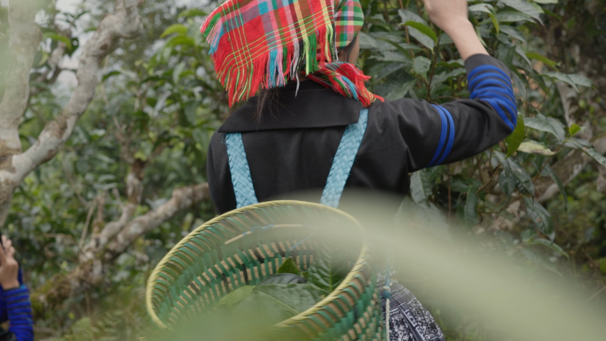 Giang Cao Tea
