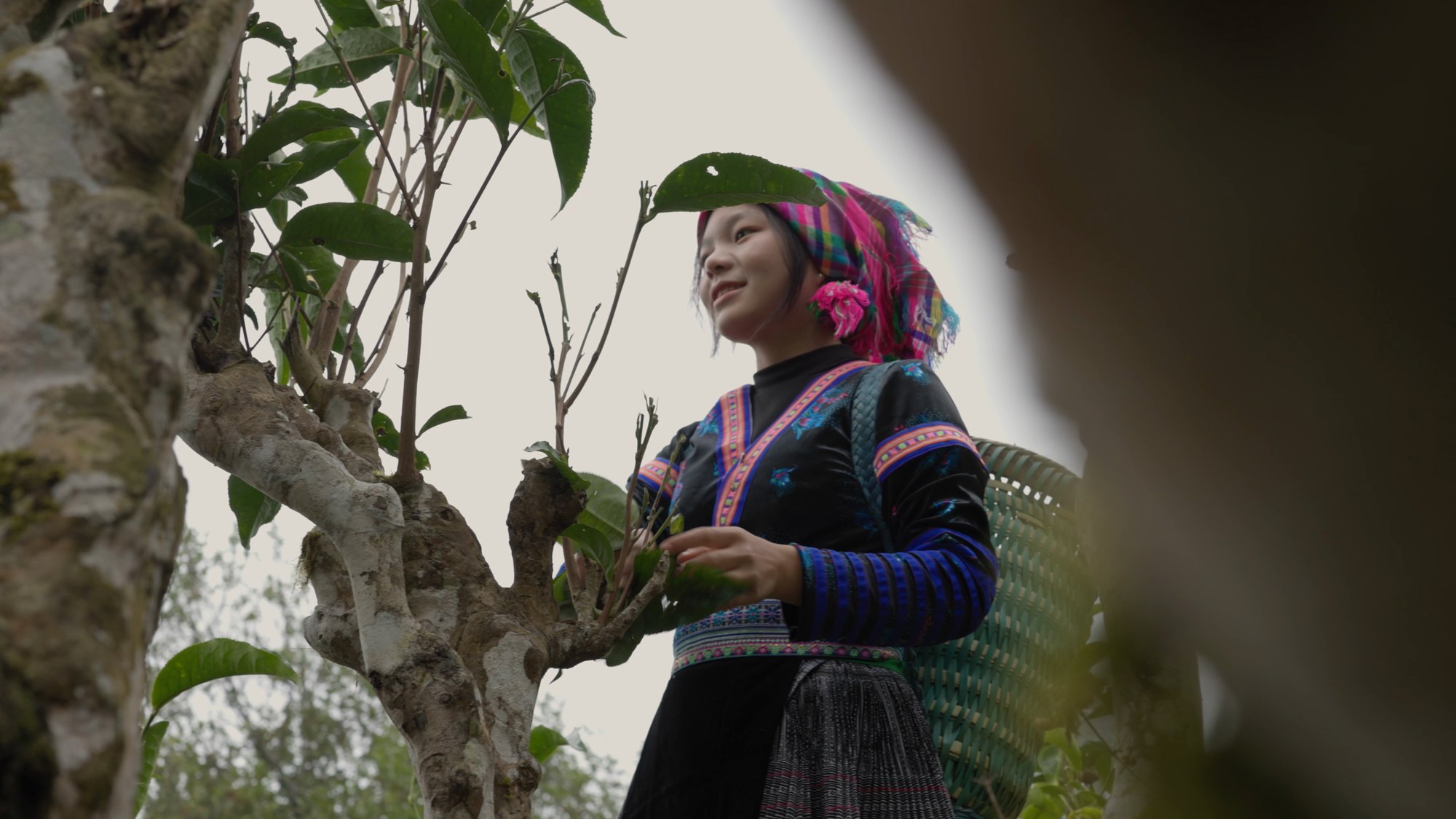 Giang Cao Tea