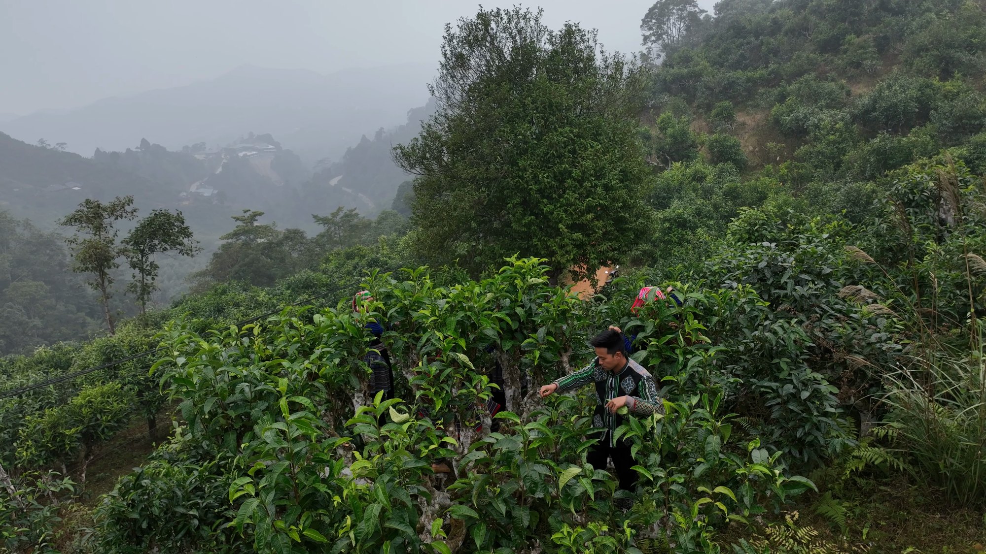 Giang Cao Tea