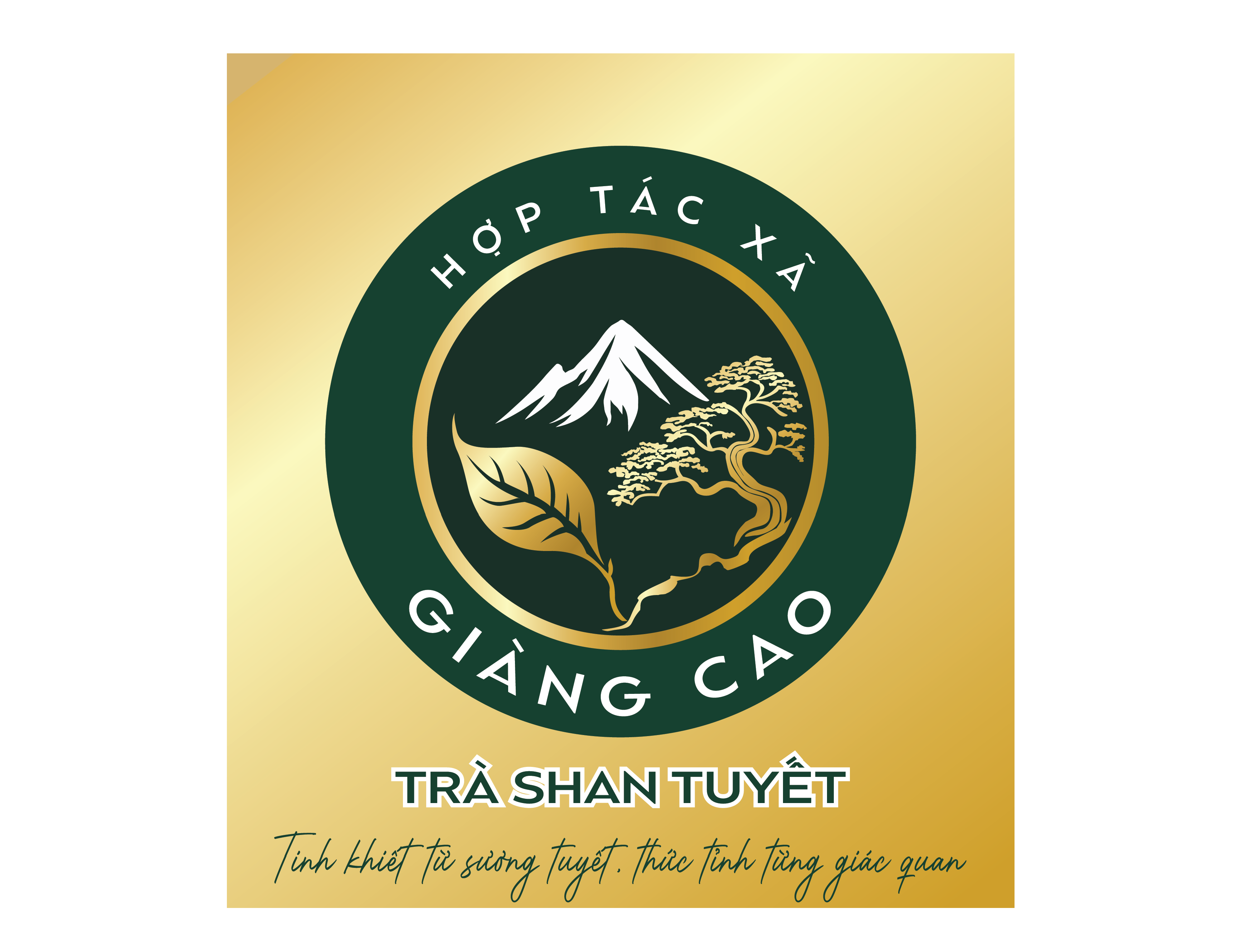 Giang Cao Tea