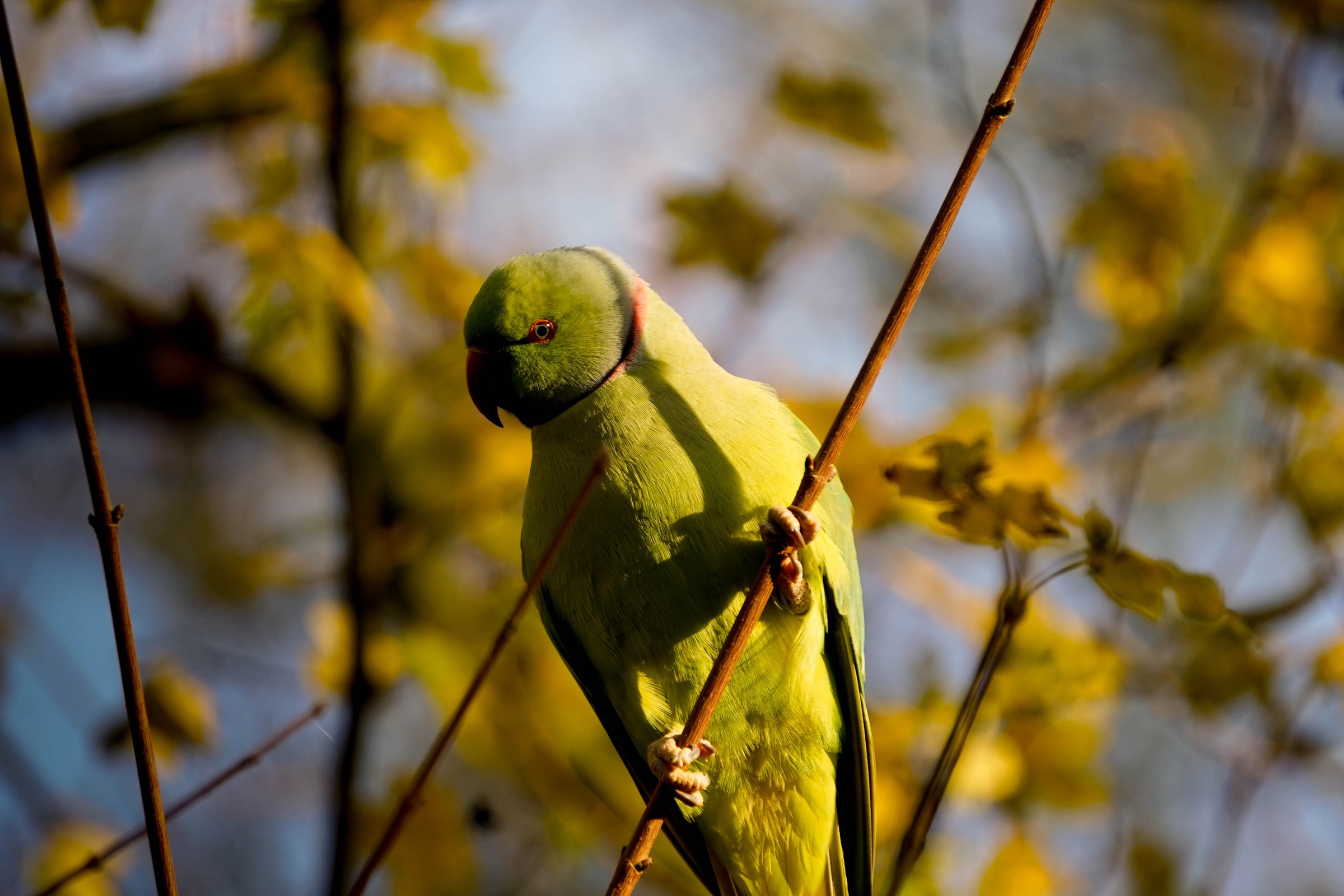 Vliegenbos, Amsterdam