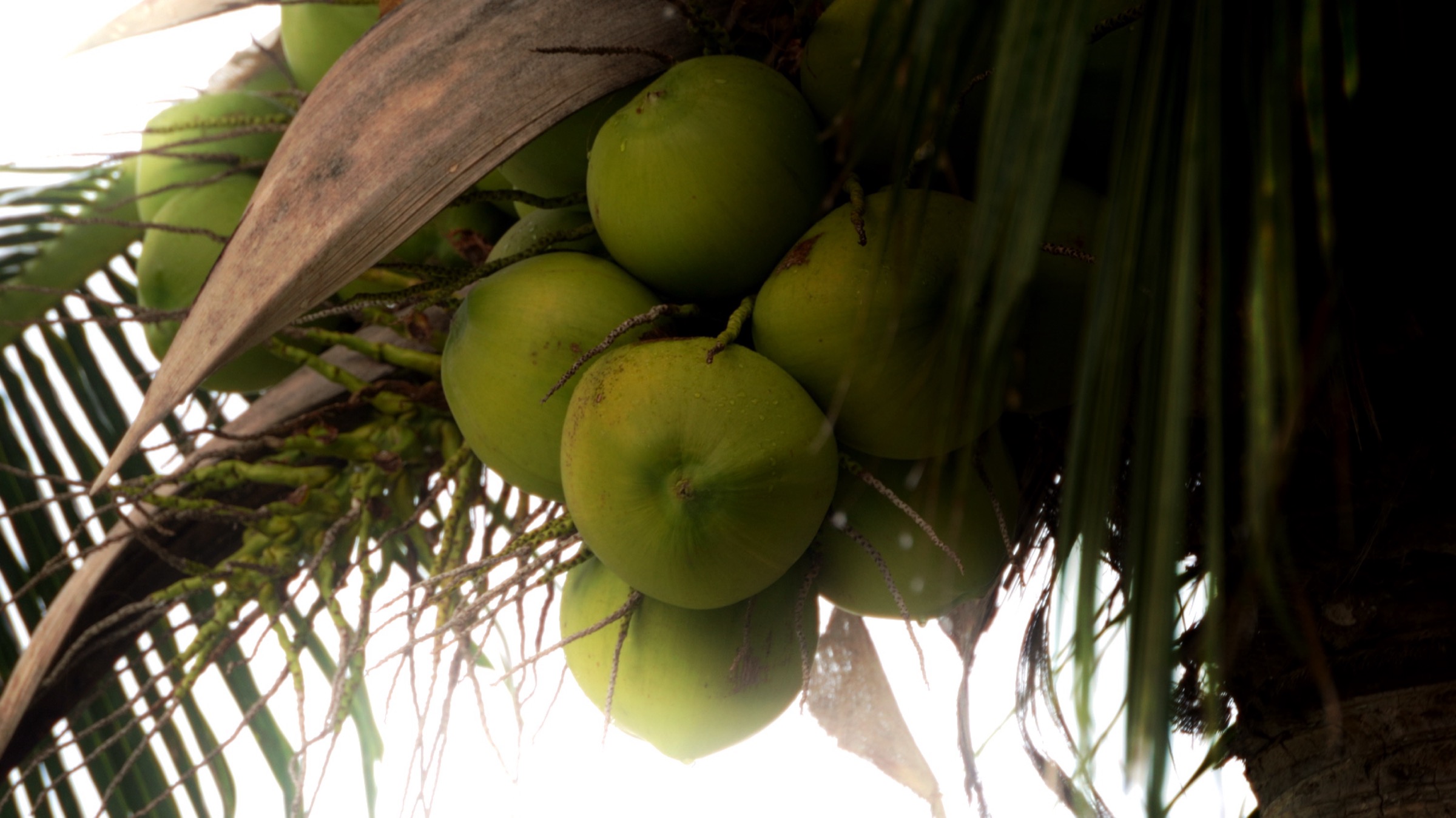 Koh Samui — Coconut